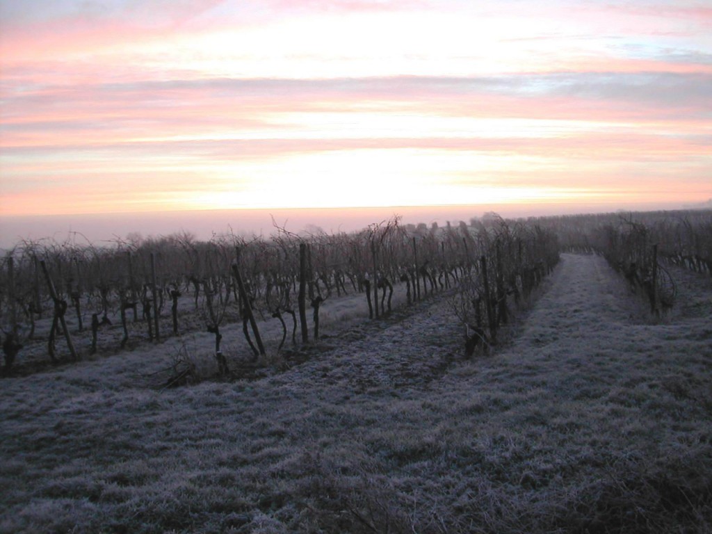 vignes en hiver